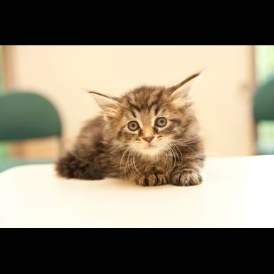 熊本の当霊園はペット火葬を利用された方から評判が良いです