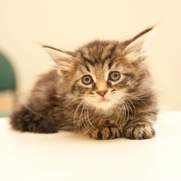 熊本の当霊園はペット火葬を利用された方から評判が良いです